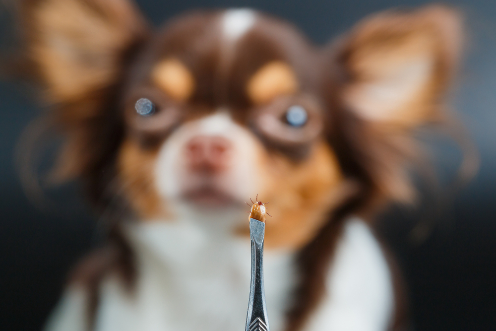 How To Get Rid Of Mites On Dogs Effective Treatments And Prevention Tips